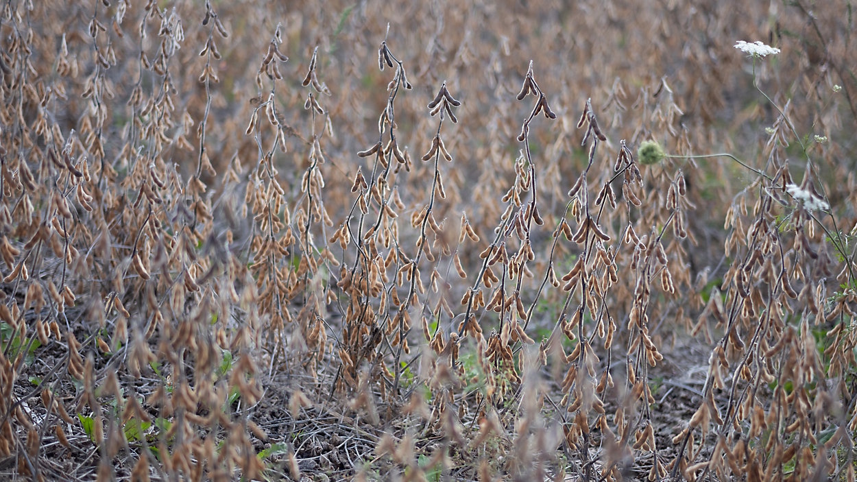 Soybeans