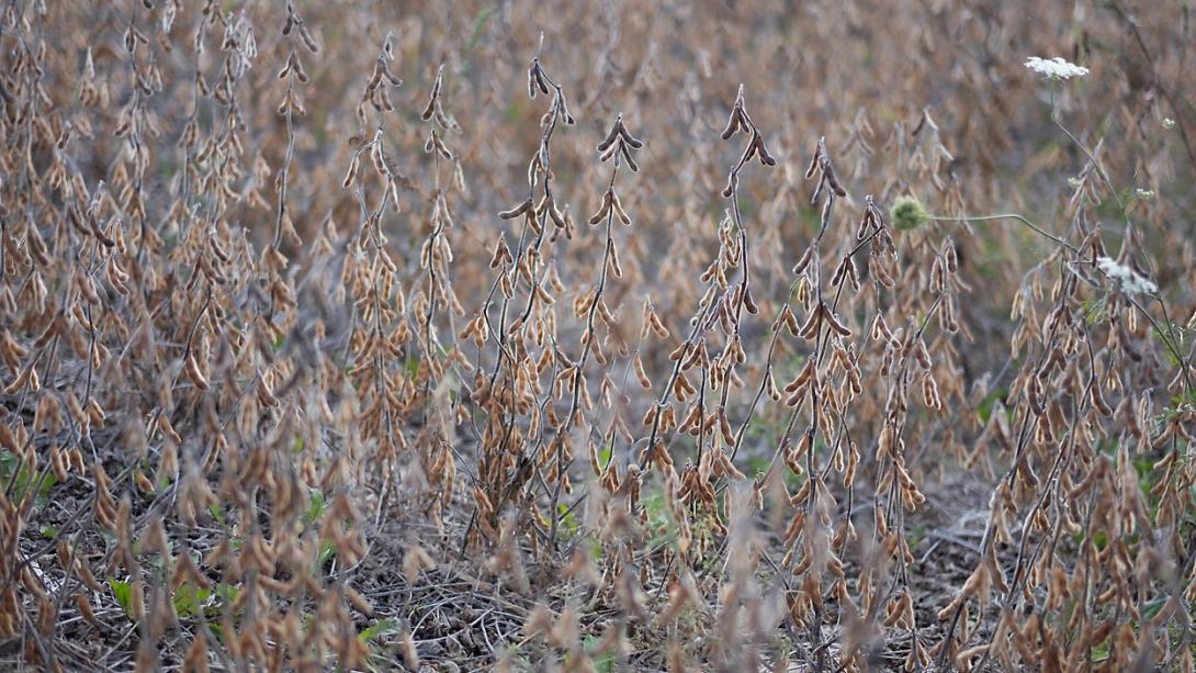 Soybeans grow in a field in Steuben County where sewage sludge was spread for many years. (Emily Kenny/Spectrum News 1)